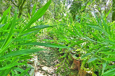 হাঁড়িভাঙার পরিত্যক্ত জমিতে আদা চাষ