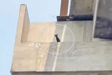 বিড়াল ছানা নিয়ে যত কাণ্ড
