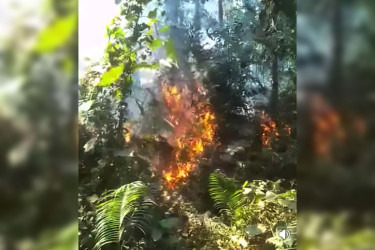 সিংড়া জাতীয় উদ্যানের শালবনে অগ্নিকাণ্ড