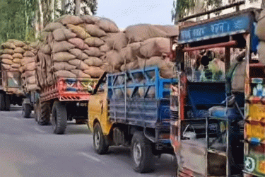 গাইবান্ধায় সংরক্ষণের বাইরে ১ লাখ মেট্রিক টনের বেশি আলু