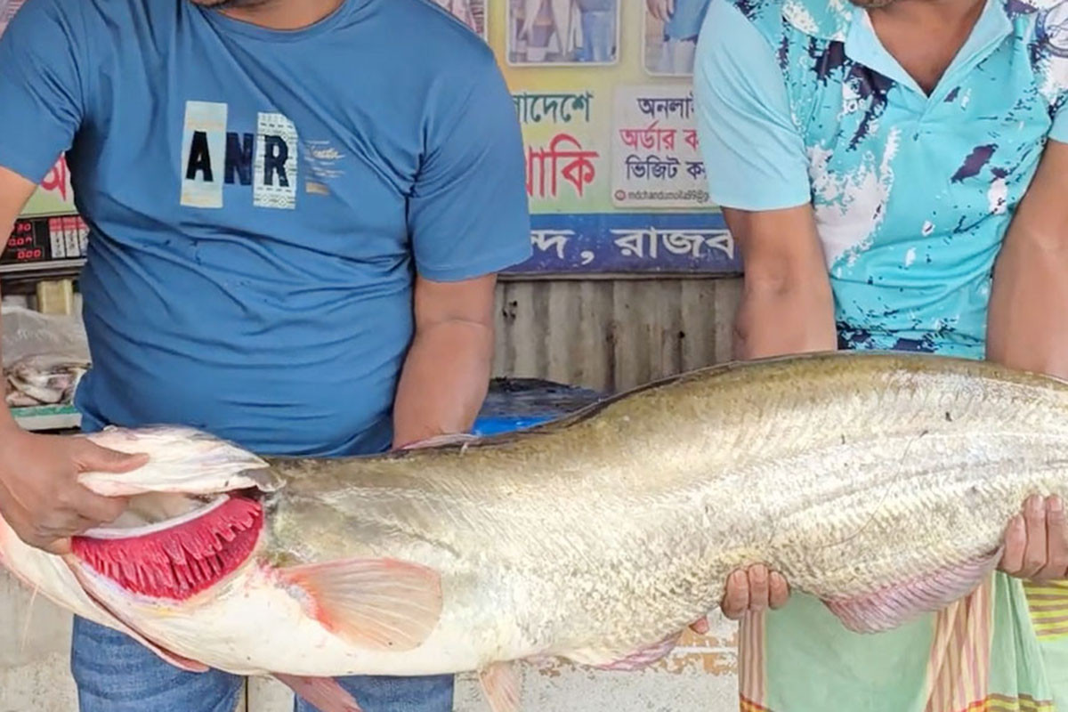 পদ্মায় ধরা পড়ল সাড়ে ১২ কেজির বোয়াল
