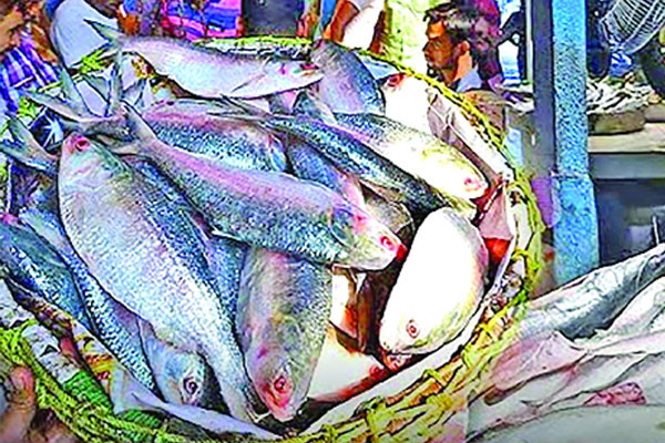 ইলিশের দামে আগুন