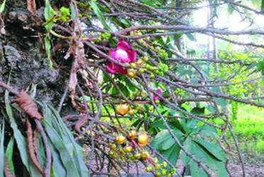ফুল ও ফল ধরেছে নাগলিঙ্গম গাছে