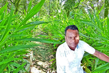 আদা চাষ করে চমক