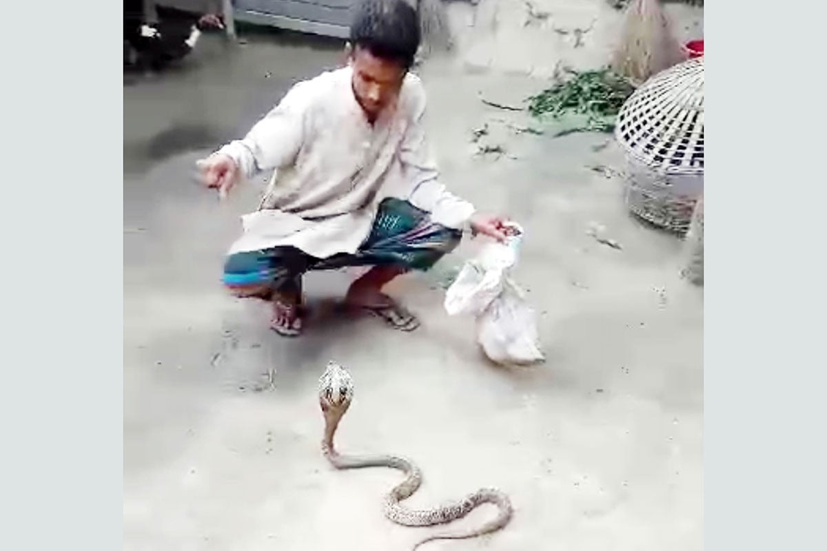 পোষা সাপের কামড়ে যুবকের মৃত্যু