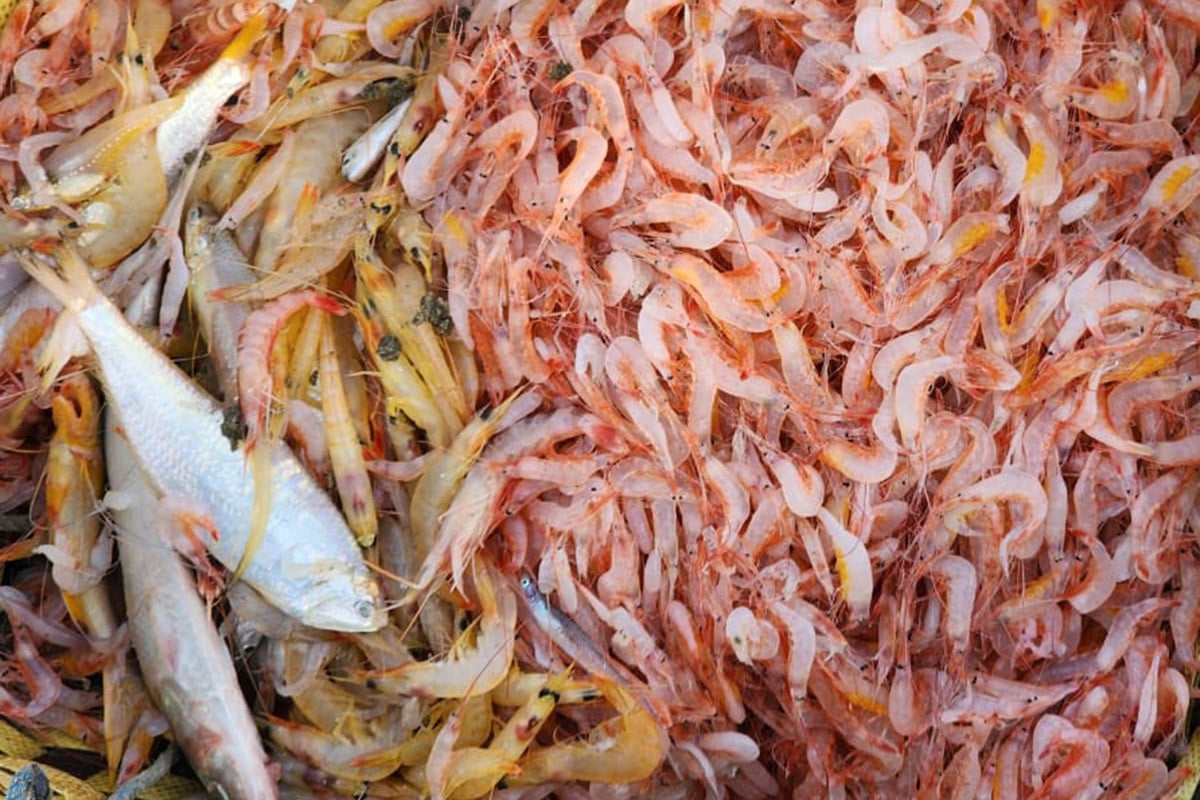 কুতুবদিয়ায় সমুদ্রের গোলাপী চিংড়ি
