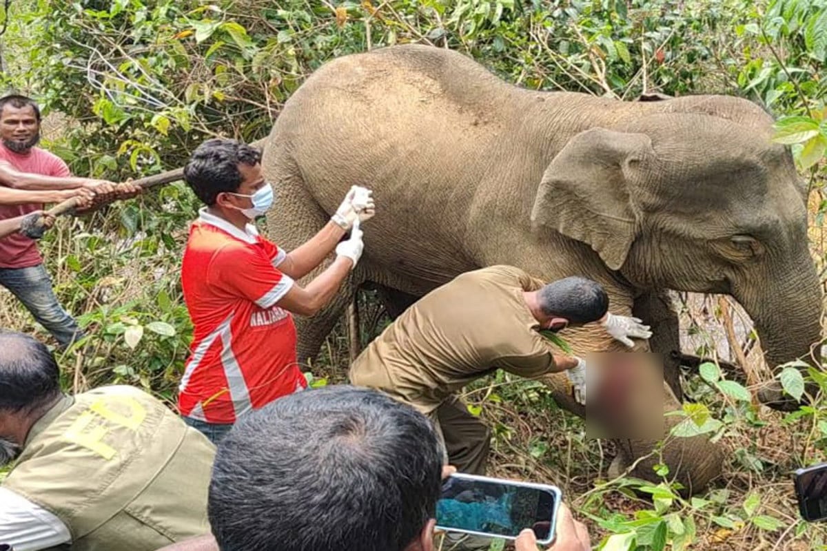 অসুস্থ বন্যহাতিকে চিকিৎসা দিয়ে প্রশংসায় ভাসছে বন বিভাগ