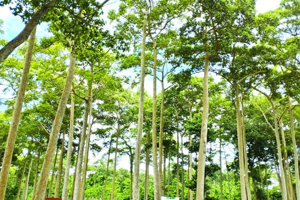 গর্জন ইকো পার্ক