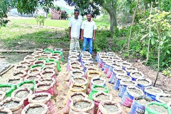 জনপ্রিয় হচ্ছে বস্তায় আদা চাষ