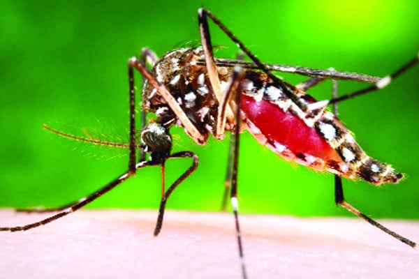 আতঙ্ক বাড়াচ্ছে ডেঙ্গু
