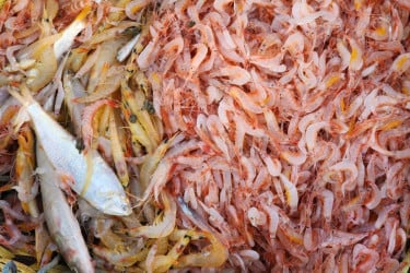কুতুবদিয়ায় সমুদ্রের গোলাপী চিংড়ি
