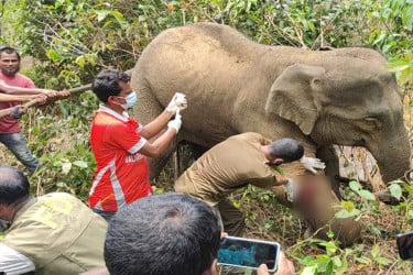 অসুস্থ বন্যহাতিকে চিকিৎসা দিয়ে প্রশংসায় ভাসছে বন বিভাগ
