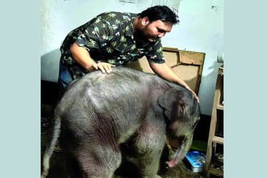 ভেটেরিনারি অবহেলায় হাতি শাবকের মৃত্যু? তদন্ত দাবি