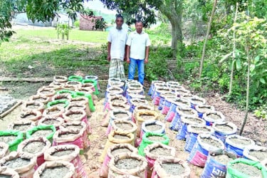 জনপ্রিয় হচ্ছে বস্তায় আদা চাষ