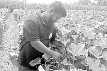 ধানের জমিতে লাউ আবাদ
