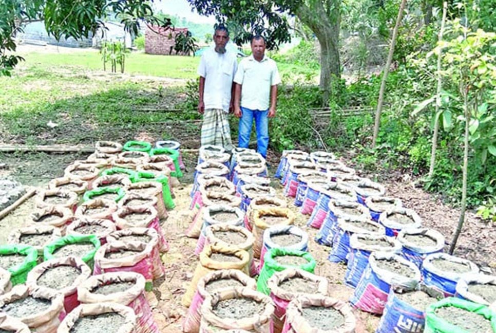 জনপ্রিয় হচ্ছে বস্তায় আদা চাষ