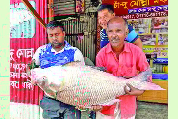 অর্ধলাখ টাকায় বিক্রি পদ্মার এক কাতলা