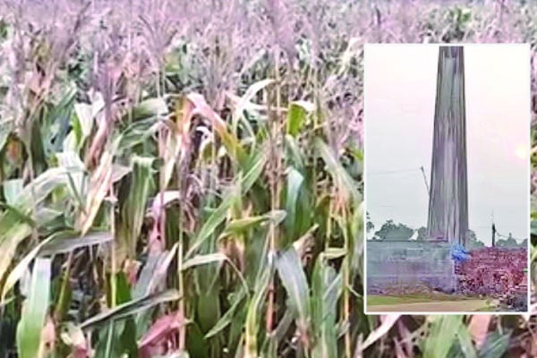 ইটভাটার কালো ধোঁয়ায় নষ্ট ধান খেত