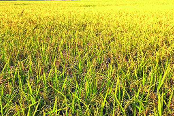 বিস্তীর্ণ মাঠে দুলছে কৃষকের স্বপ্ন