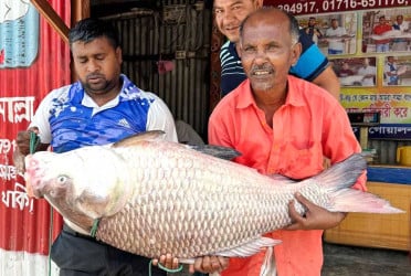 পদ্মায় জেলের জালে ২৮ কে‌জির কাতল, বি‌ক্রি অর্ধ লাখে