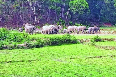 হাতি-মানুষ মুখোমুখি