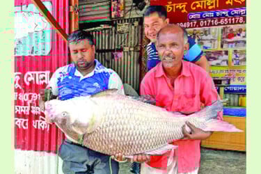 অর্ধলাখ টাকায় বিক্রি পদ্মার এক কাতলা