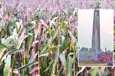 ইটভাটার কালো ধোঁয়ায় নষ্ট ধান খেত