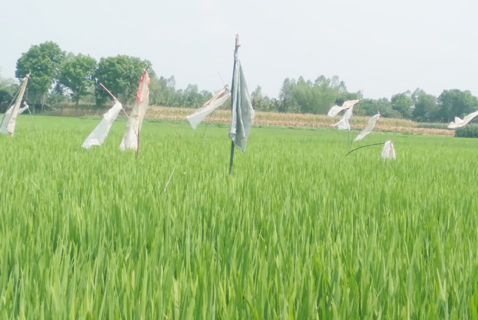 ইঁদুরের উৎপাতে দুশ্চিন্তায় বোরো চাষিরা