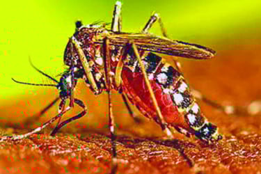 খরচ বাড়লেও কমেনি উৎপাত