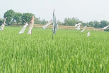 ইঁদুরের উৎপাতে দুশ্চিন্তায় বোরো চাষিরা