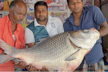 এক কাতলের দাম ৫২ হাজার