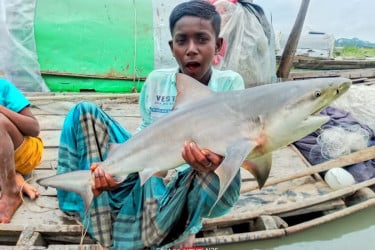 সুগন্ধা নদীতে জেলেদের জালে হাঙ্গর