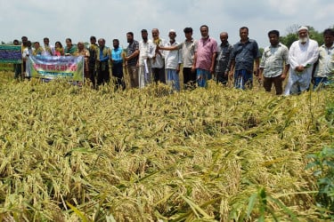 নতুন ধানের ফলনে কৃষকের মুখে হাসি