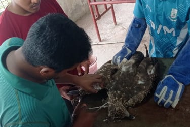 ঝড়ে ডানা ভেঙে পড়ে যাওয়া ঈগলের অস্ত্রোপচার