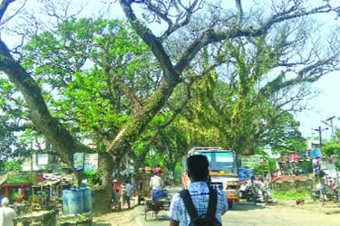 কী হবে শতবর্ষী গাছগুলোর
