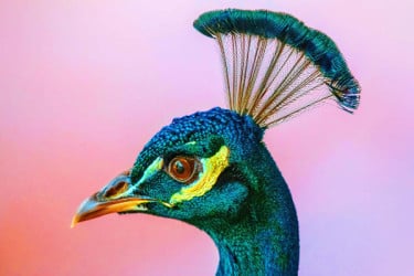 বিজ্ঞানীদের নতুন রং আবিষ্কার!