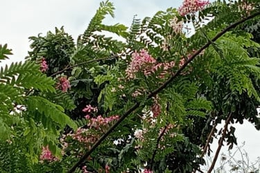 সুগন্ধি লালসোনাইলের গোলাপি ঢেউ দোল খাচ্ছে প্রকৃতিতে