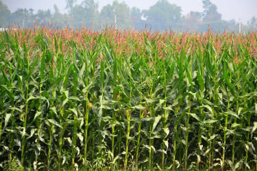 ভুট্টার আবাদে ঝুঁকে পড়েছেন বগুড়ার কৃষক