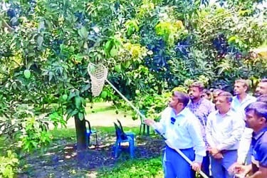বাজারে সাতক্ষীরার আম