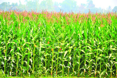 বগুড়ায় ভুট্টায় ঝুঁকছেন কৃষকরা