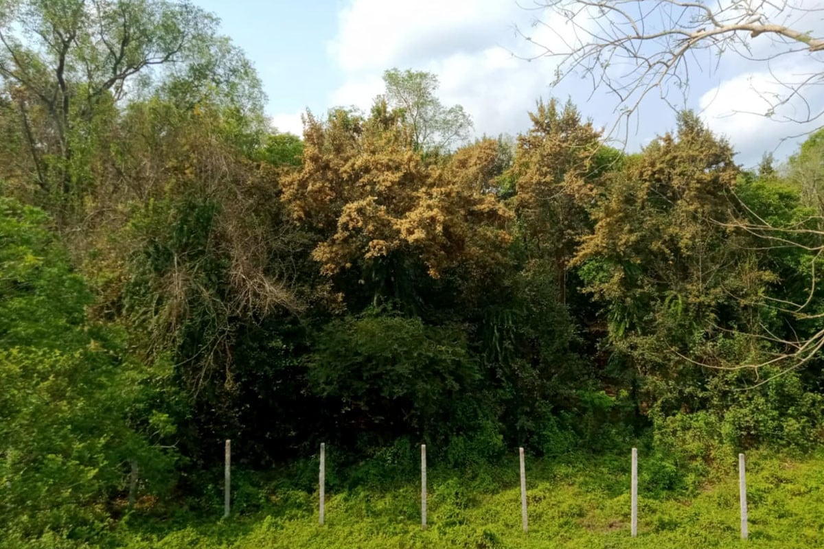 সুন্দরী ফুলে ছেয়ে গেছে সুন্দরবন