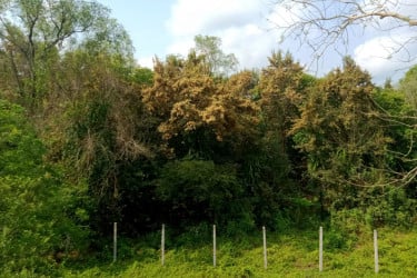 সুন্দরী ফুলে ছেয়ে গেছে সুন্দরবন