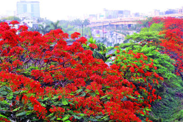 কৃষ্ণচূড়ার রঙে রঙিন রাজধানী
