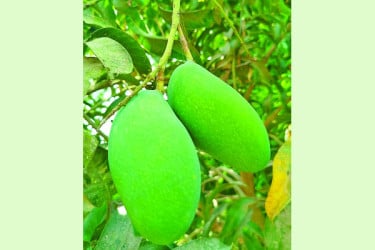 নওগাঁর নাকফজলি আম পেল জিআই সনদ