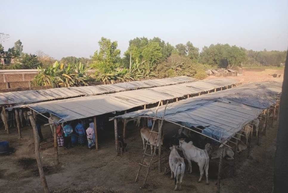 কক্সবাজারের ঈদগাঁওয়ে ১৫৫ বার্মিজ গরু-মহিষ জব্দ