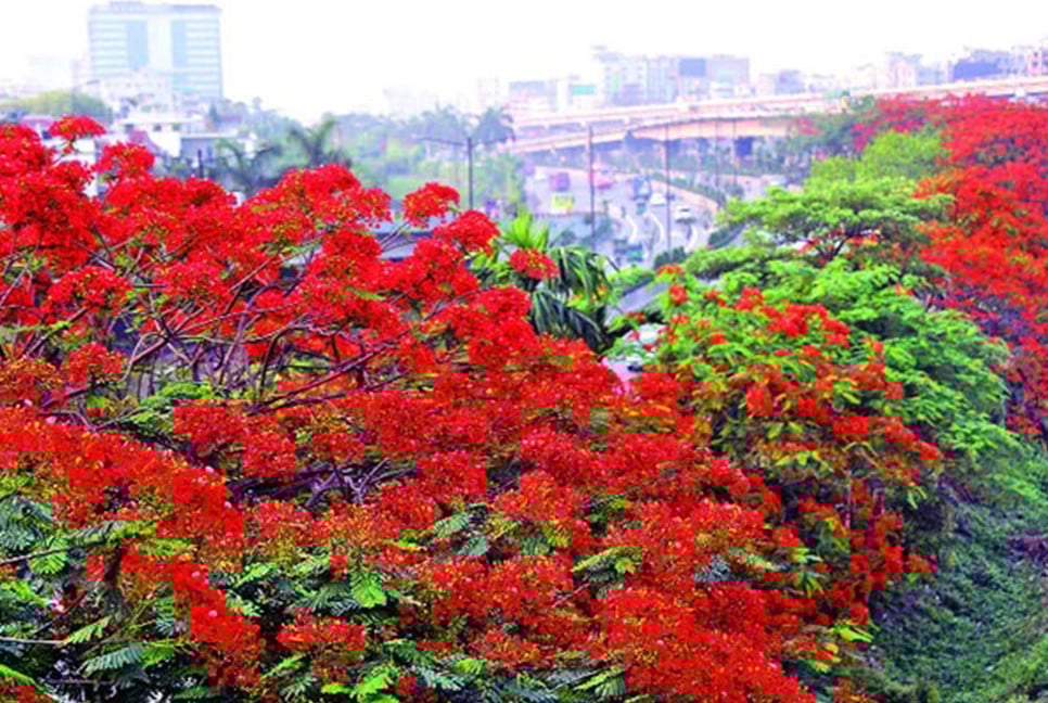 কৃষ্ণচূড়ার রঙে রঙিন রাজধানী