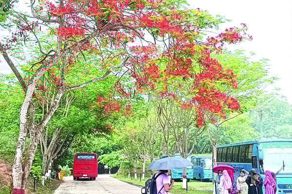 কৃষ্ণচূড়া সোনালু জারুলে বর্ণিল নগরী