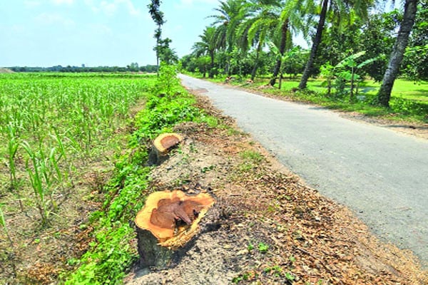 অনুমতি ছাড়াই কাটা হলো আড়াই শতাধিক গাছ