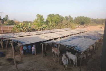 কক্সবাজারের ঈদগাঁওয়ে ১৫৫ বার্মিজ গরু-মহিষ জব্দ