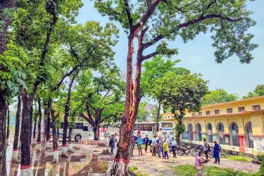 বজ্রপাতে বিশাল 'মেহগনি গাছ' দ্বিখণ্ডিত